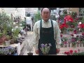 エレモフィラの育て方・日常管理 の動画、YouTube動画。