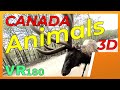 VR180 3D 4K | Animals in virtual reality | Nature Space in VR