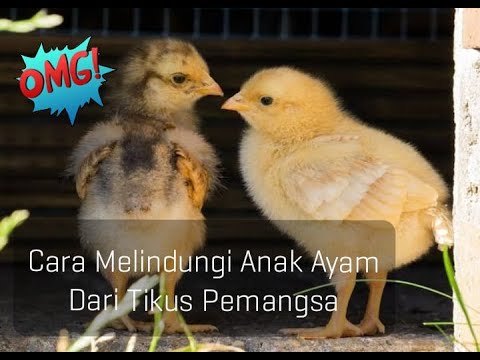 How To Protect Chicks From Mice || Cara Melindungi Anak Ayam Dari Hama Malam Hari #anakayam
