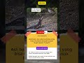 Senjata Rahasia Burung Fulmar Muntahkan Minyak Busuk Mematikan Berwarna Jingga #faktaunik