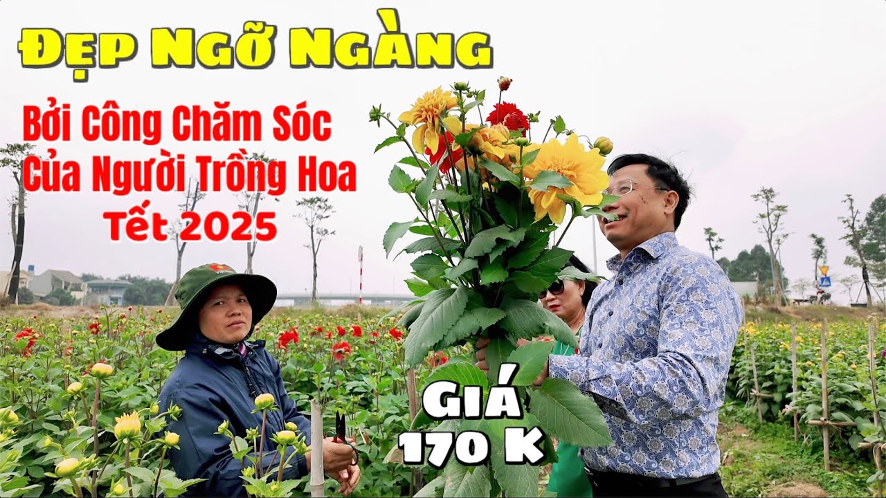 Tết Hà Nội 2025 | Đẹp Ngỡ Ngàng Vườn Hoa Thược Dược Bên Đường Cổ Linh Hà Nội Giá Chỉ 170 K