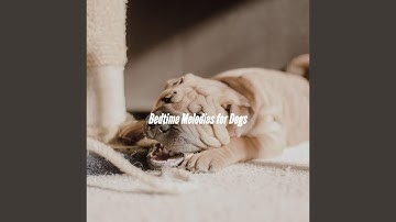 Pulsating Ambience for Weekday Dog Parties