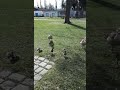 Hermosa Familia de patos