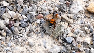 Ichneumon confusor - Schlupfwespe - Lochbach Königsbrunn - Parasitic wasp