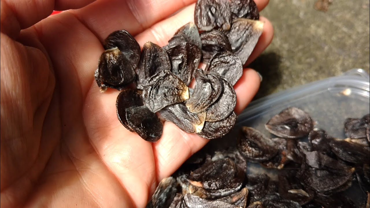 Plantando sementes de amarilis