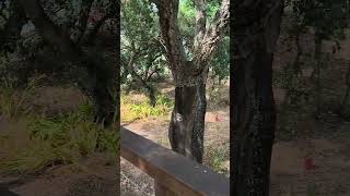 Parque Urbano do Seixal. #2026 #portugal #parque #park #margemsul #lisbonsouthbay #seixalportugal