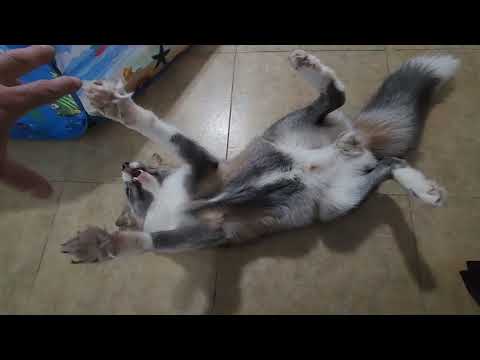 Yap, Yap, Yap... Belly!!