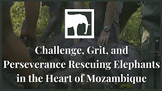 Challenge, Grit, and Perseverance Rescuing Elephants in the Heart of Mozambique
