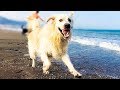 How My Funny Dog Plays on the Beach