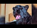 The voice of Luna the panther 🐾🐆(ENG SUB)