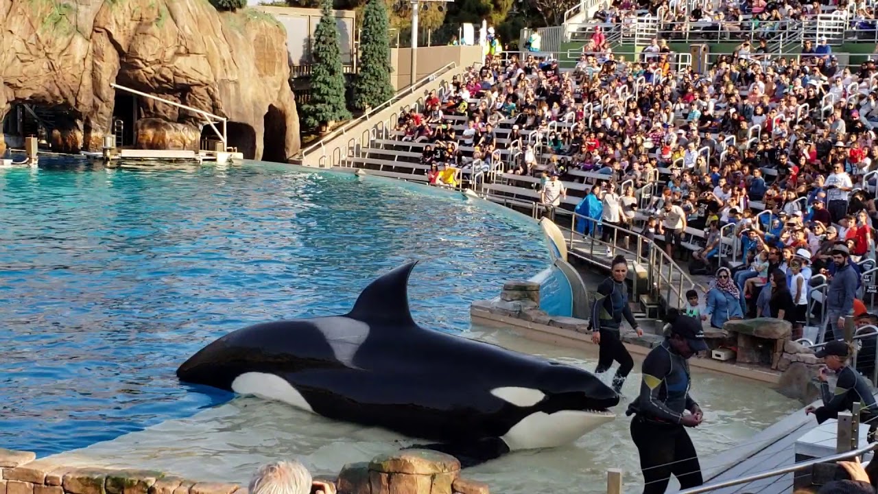 NEW orca encounter SHOW seaworld san diego show 2018, 2019 - YouTube