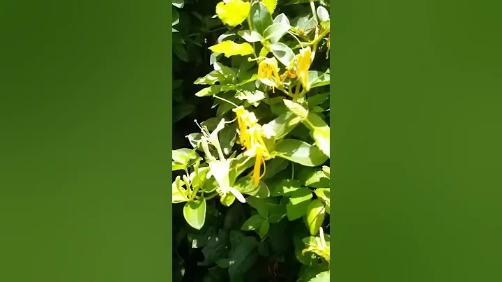 Yellow Honeysuckle Vine Garden entrance