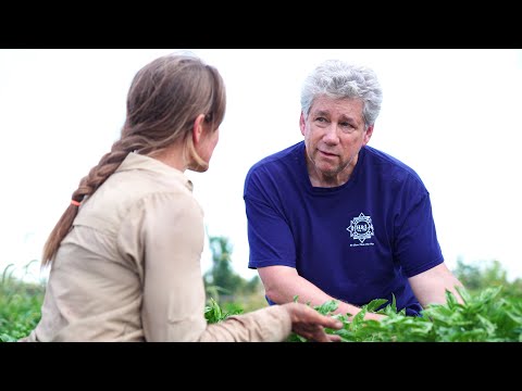 Rooted in Trust: Rutgers Researchers and Farmers Work Together to Shape the Future of Basil