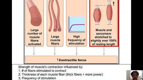 NAU BIO201 - Lecture 21 - Muscular Contraction