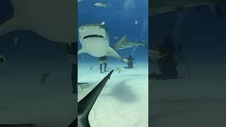 A scuba | diver feeding | the sharks at Tiger Shark Beach #shark #shortsvideo