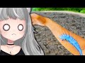 I'm terrified.. | VTuber Fuwa Reacts to Daily Dose of Internet, MEMES and ORDINARY SAUSAGE