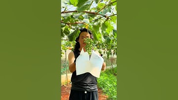 grapes farming #grape #grapenation #pruninggrapevines #grapecity #grapecare