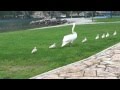 swan attack schwan attackiert атака лебедей