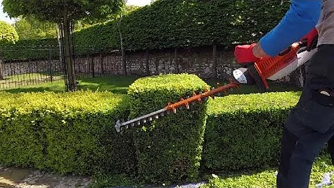 Hedge Trimming, small Box / Buxus hedge
