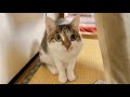 イタズラが見つかりおねえちゃんに追いかけられるこーちゃんが面白いwww