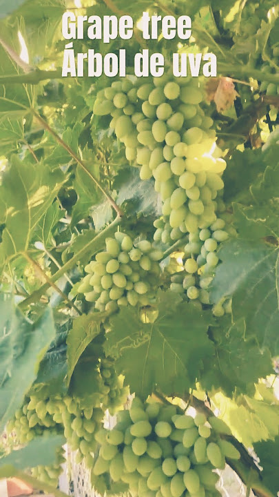 Thank God there will be a lot of grapes this year. Gracias a dios este año va a haber mucha uva.