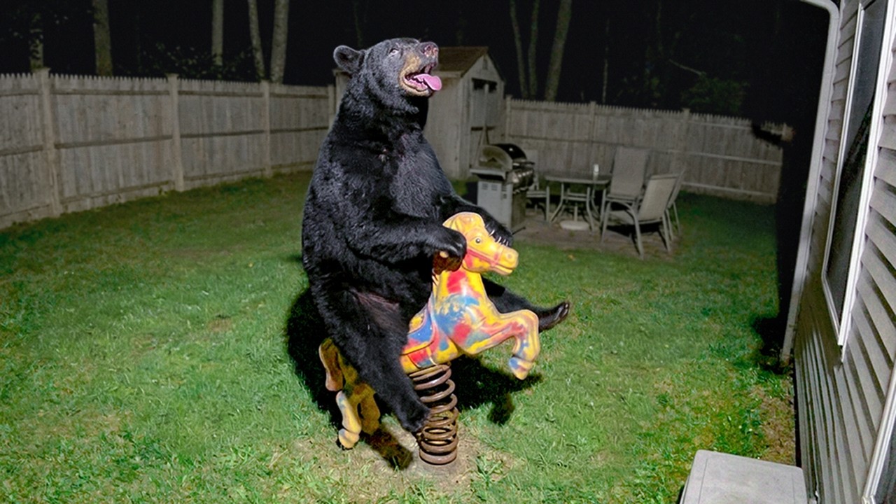 When Animals Believe No One’s Watching: Backyard Chronicles – Video