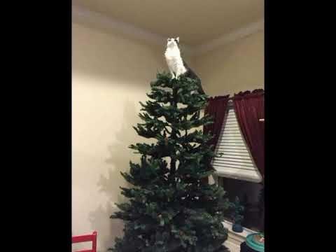 Кто ронял Ёлку? - YouTube