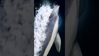 Dolphin Got Bitten By Cookie Cutter Shark On Its Head