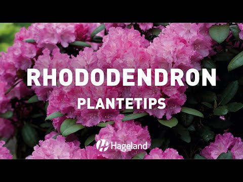 Video: Planting og stell av rhododendron om våren