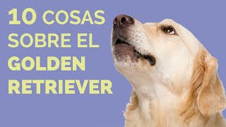 GOLDEN RETRIEVER, 10 things about the breed by Cosmos Perruno 240,639 views 3 years ago 10 minutes, 59 seconds