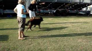 Marlins Bark In The Park Night Grace prepares