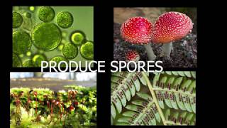 Asexual Reproduction in Flower.