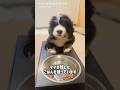 【生後50日目】残っているごはんを狙うバーニーズの子犬🐾