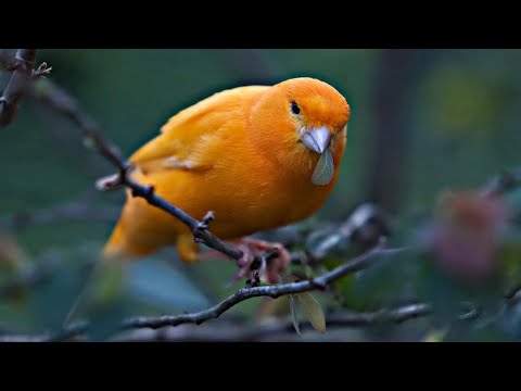 Породы канареек