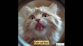 Schnappi#CuteCatLove #catlover #cat #catlipsync #talkingpet #youtubeshorts