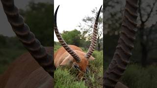 Derek starts off his 2nd African Safari right with this regal Lechwe👑 hunted at Doornrivier Safaris