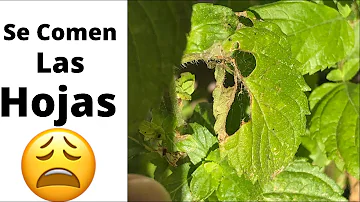 ¿Cómo evitar que los insectos se coman las hojas de las plantas de forma natural?