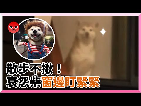 柴犬坐窗邊猛盯外出姐　露哀怨臉：散步不揪？｜狗｜寵物｜毛小孩｜精選影片