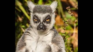 Lemur - Epic 5-Second Meme Video! - #30