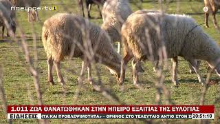 1.011 ΖΩΑ ΘΑΝΑΤΩΘΗΚΑΝ ΣΤΗΝ ΗΠΕΙΡΟ ΕΞΑΙΤΙΑΣ ΤΗΣ ΕΥΛΟΓΙΑΣ