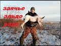 Охота по белой тропе. Заячье эльдорадо. Охота на зайца. Охота на зайца в Челябинской области.