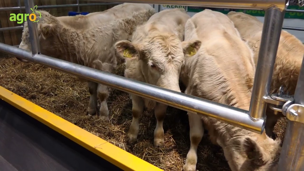 Как Кристиан Ролфинг съхранява редките породи Гелбвих и Пустерталер Шпринцен