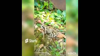 Зустрів трьох царівн Водяну, Земляну і Лісову 🐸 Frog #природа #shortvideo #животные