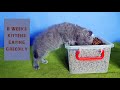 8 Weeks Kittens Eating Greedily - British Shorthair 4K