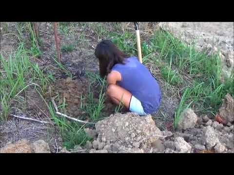 Planting Our Fruit Trees - YouTube