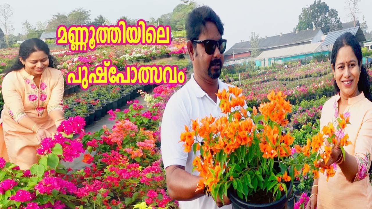 വർണ്ണ വസന്തം വിതറി ബൊഗൈന്‍വില്ല കണ്ടാലും കണ്ടാലും കൊതി തീരില്ല Bougainvillea Plants World Manoothy