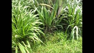 CO-3 Hybrid grass cultivation - II
