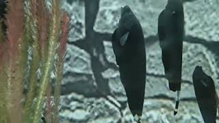 Black Ghost fish