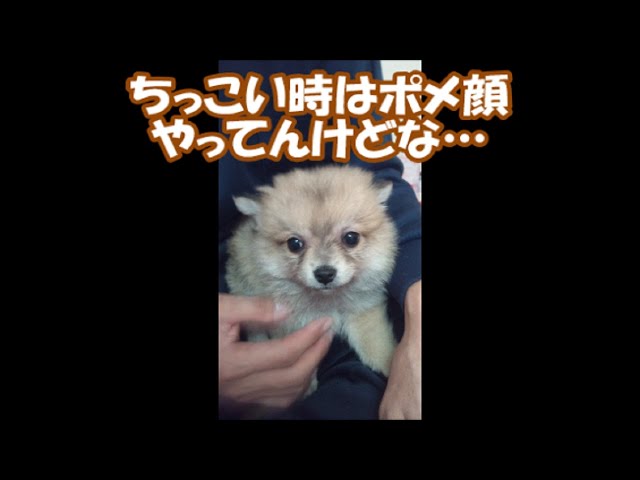 すぐキレるポメラニアン　番外編2(コタの紹介&今回の被害者クマさん)