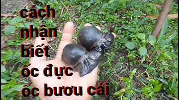 Cách phân biệt ốc bươu đực ốc bươu cái để đạt năng xuất đẻ trứng